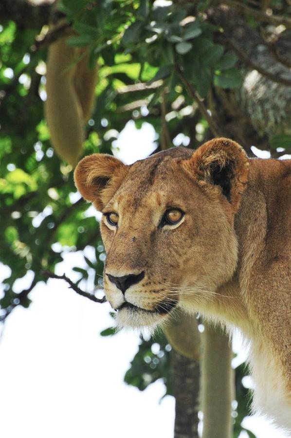 Apoka Safari Lodge Loitanit Екстер'єр фото